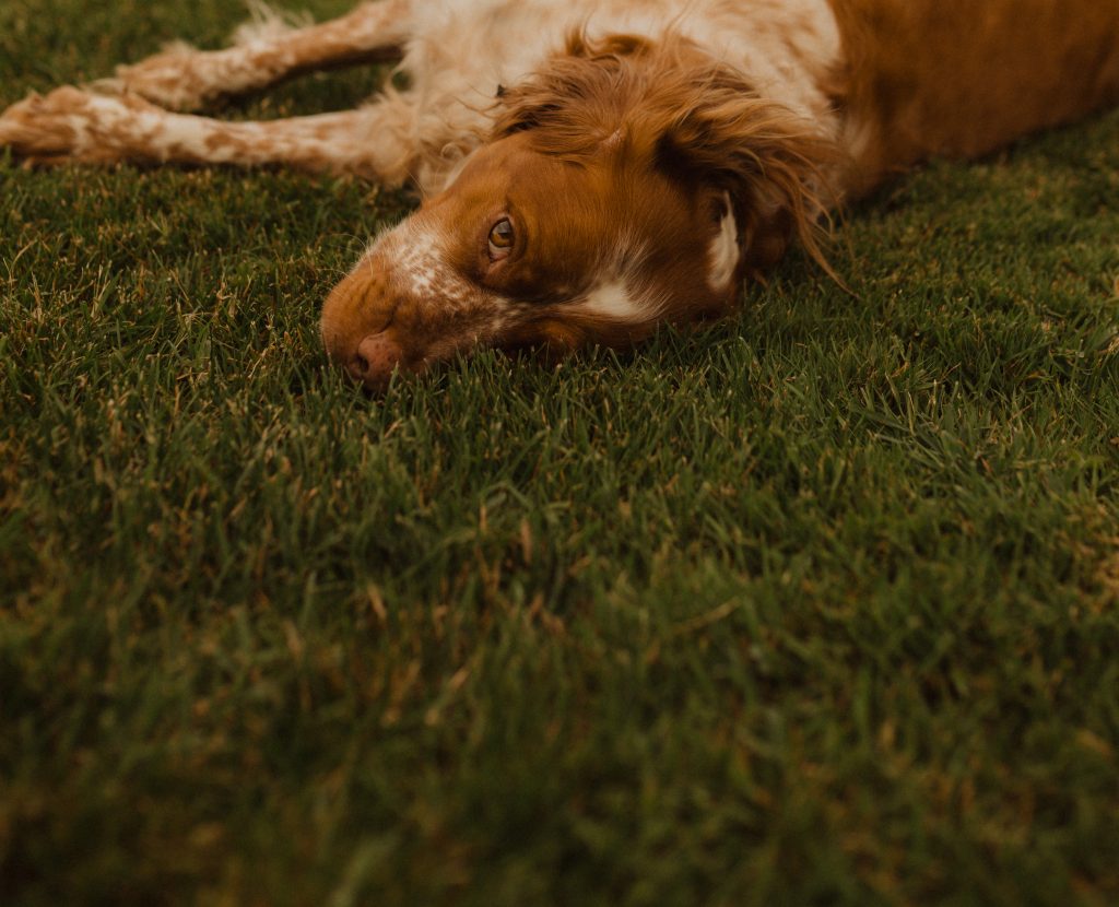 Servizio fotografico cane Servizio fotografico cane