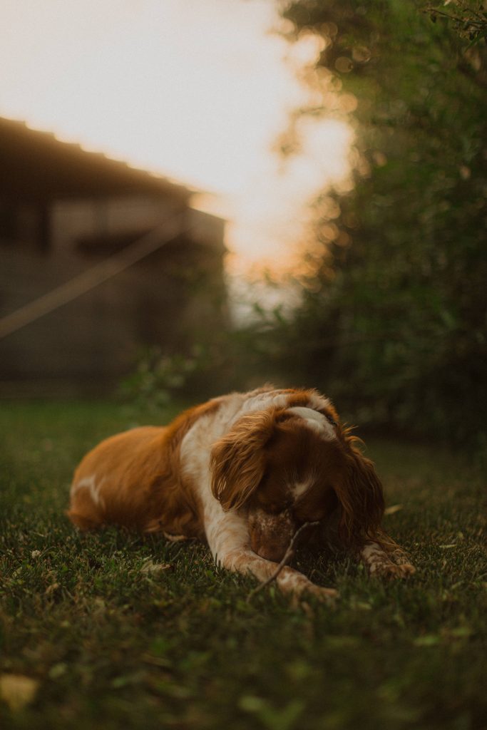 Servizio fotografico cane Servizio fotografico cane